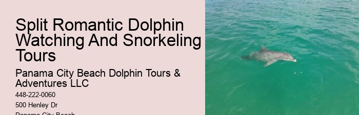 The Magic Of Dolphin Watching: Best Times And Locations