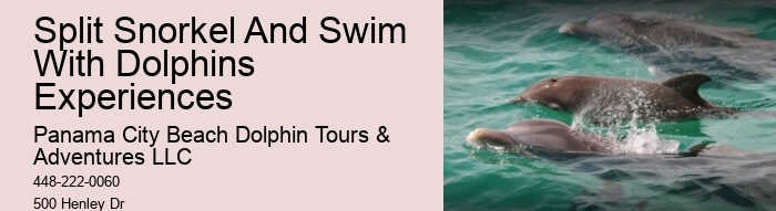 Dolphin Excursion