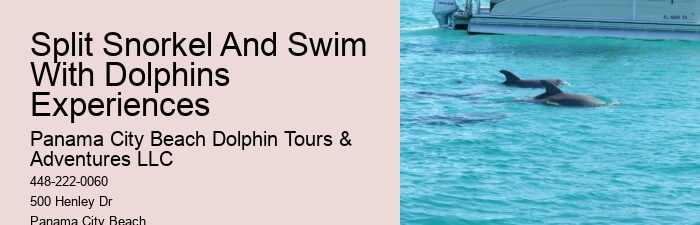 How Do You Interact With Dolphins