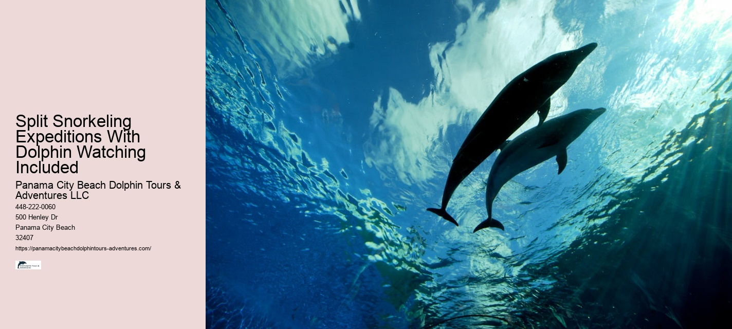 What Month Do Dolphins Have Babies