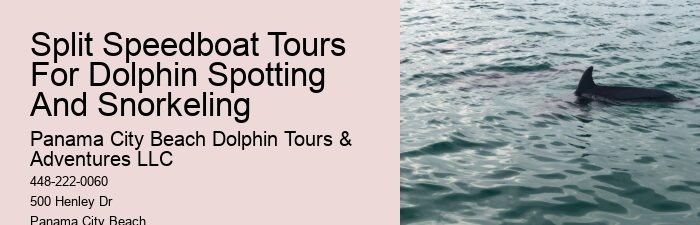 Luxury Dolphin Watching and Snorkeling Excursions