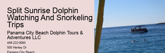 Top Dolphin Tour