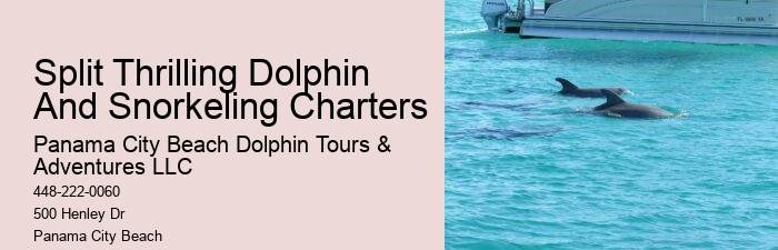 Panama City Beach Dolphin Tours Panama City Beach Fl