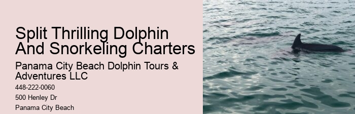 Do Dolphins Swim Humans To Shore