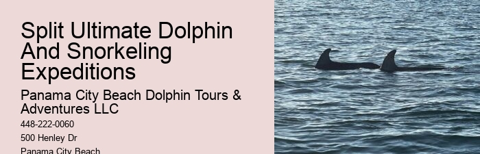 Why Do Dolphins And Orcas Sometimes Get Caught By Fish Hooks