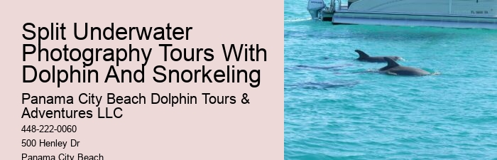 Split Guided Snorkeling And Dolphin Watching Tours