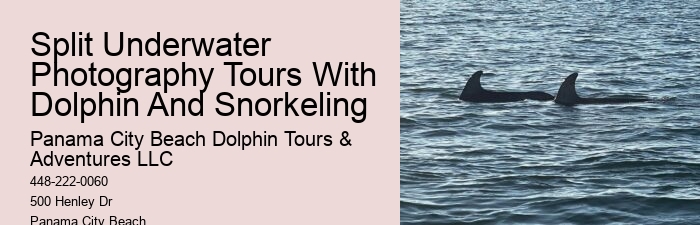 Split Marine Conservation-focused Dolphin And Snorkeling Trips