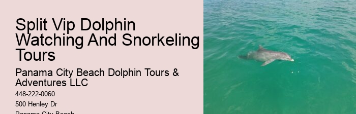 Dolphin Cruise And Snorkeling Adventure