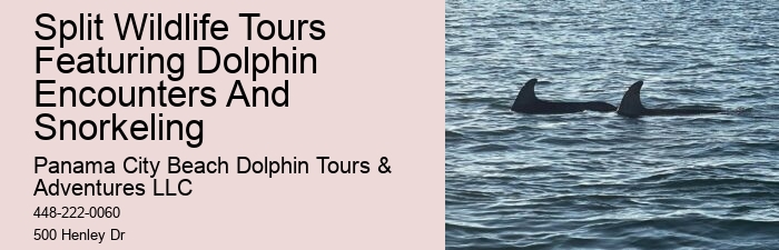 Private Dolphin Tours Gulf Shores