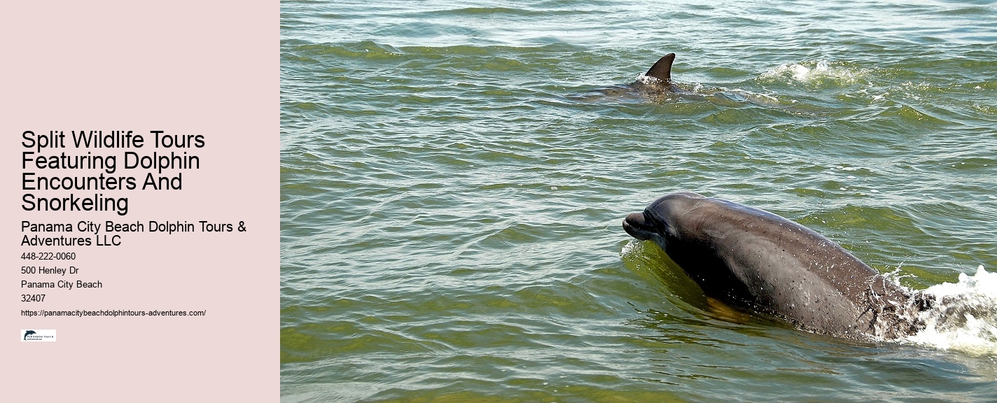 Dolphin encounters in Panama City Beach