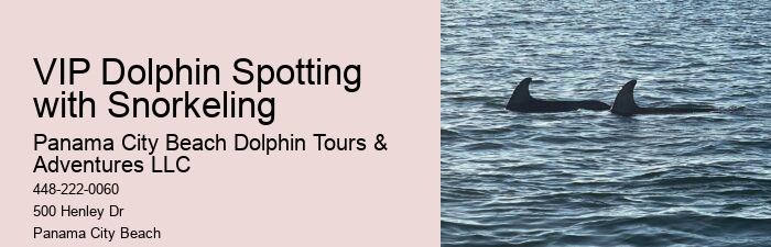 Dolphin Snorkeling Cruise