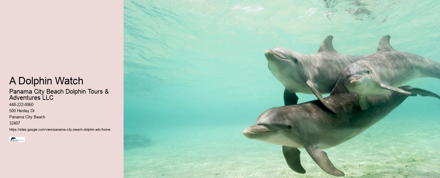 Luxury Dolphin Encounter with Snorkeling