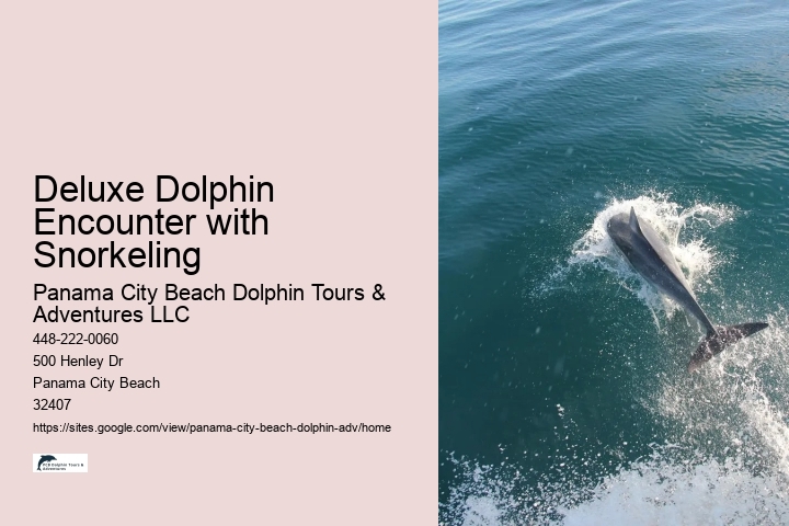Luxury Dolphin Watching and Snorkeling Excursions