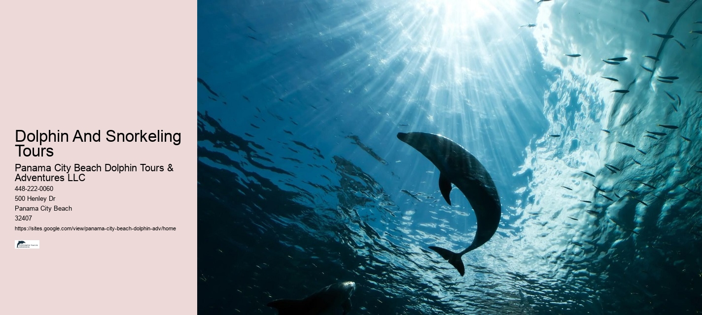 Best Dolphin Tours Panama City Beach