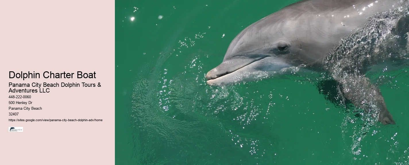 Dolphin Charter Boat