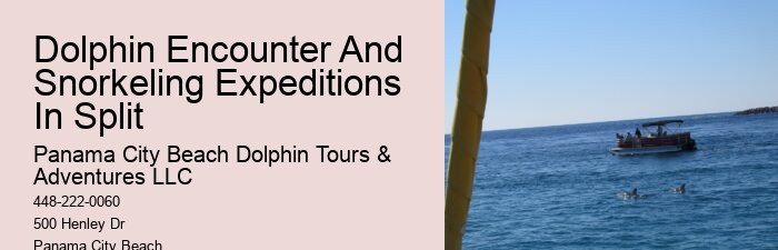 VIP Dolphin Exploration and Snorkeling