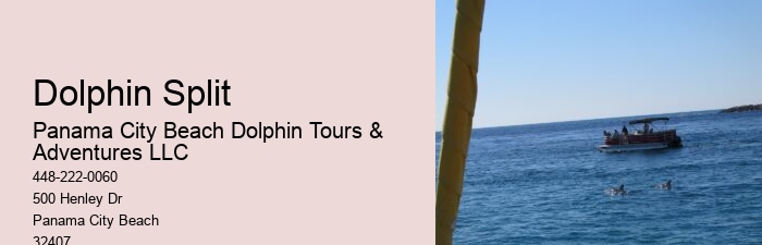 Split Speedboat Tours For Dolphin Spotting And Snorkeling