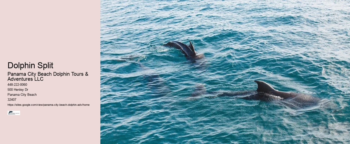 Split Snorkel And Swim With Dolphins Experiences