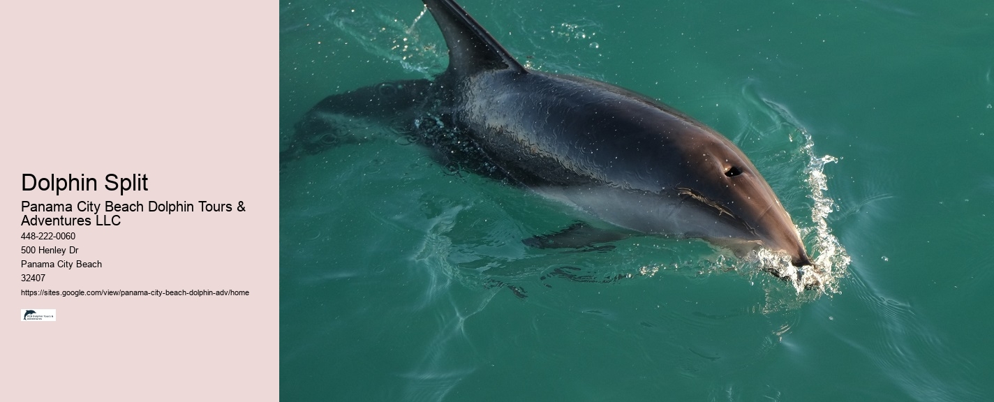 Custom Dolphin Spotting and Snorkeling