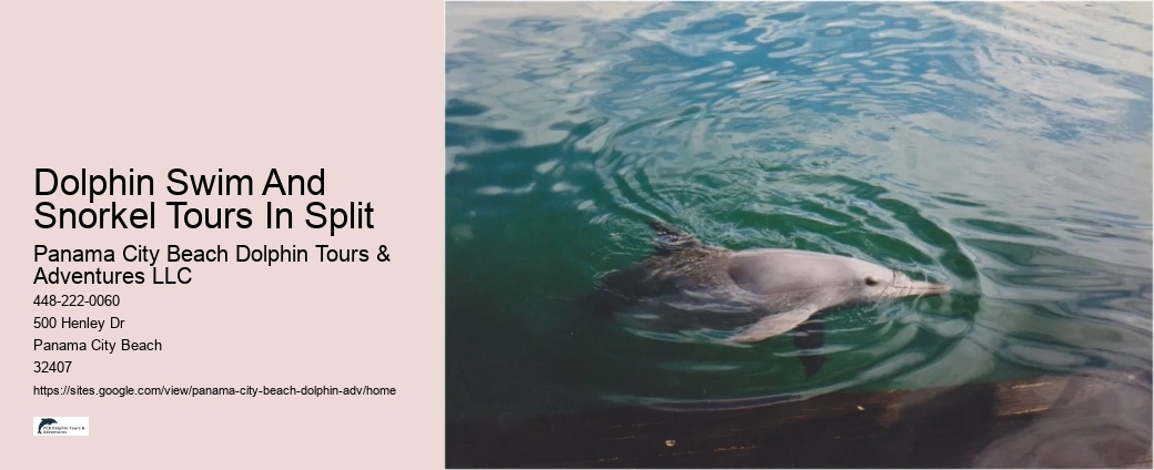 Individual Dolphin Watching with Snorkeling