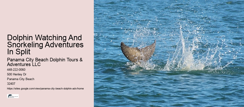 How Much Does It Cost To Swim With The Dolphins In The Florida Keys