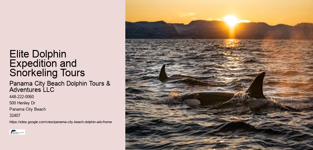 Dolphin And Snorkel Tours Near Me