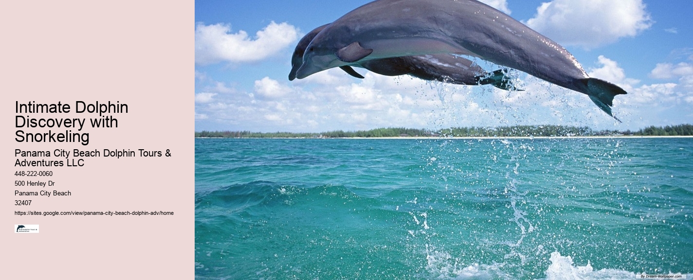 Elite Dolphin Watching with Snorkeling