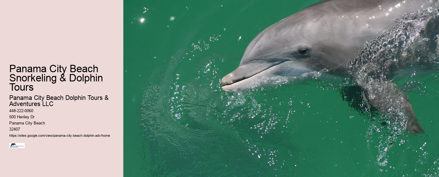 Tours to see dolphins in Panama City Beach
