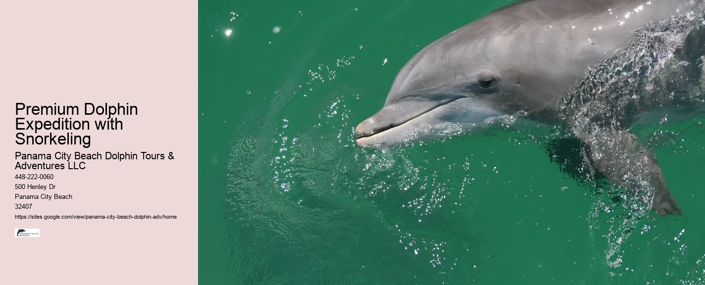 Premium Dolphin Expedition with Snorkeling