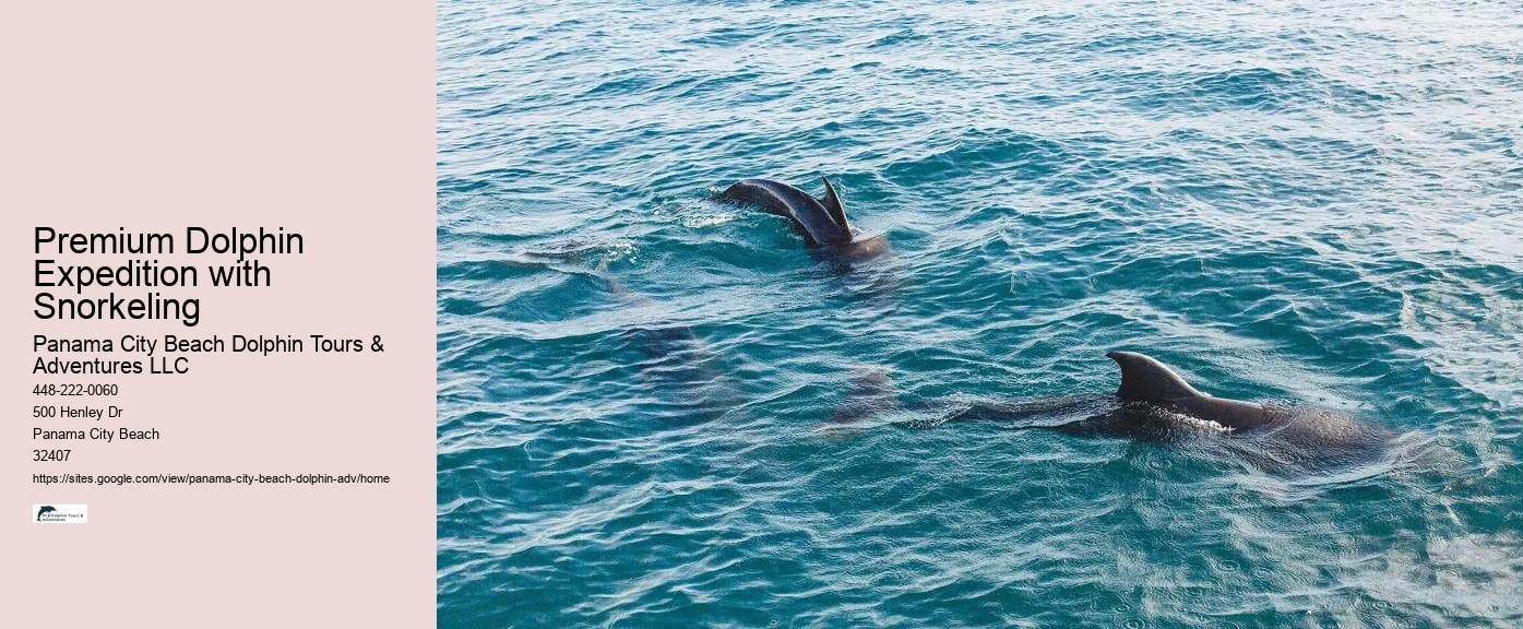 Intimate Dolphin Swim and Snorkeling
