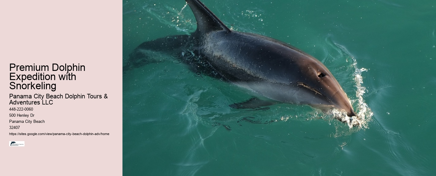 Bespoke Dolphin Watching and Snorkeling Trips