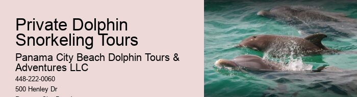Split Half-day Dolphin And Snorkeling Tours