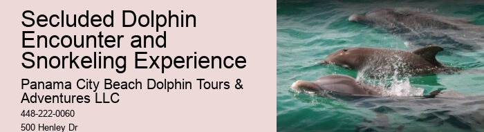 Best Time For Dolphin Watching San Diego