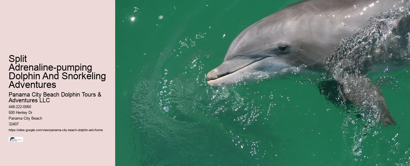 Split Adrenaline-pumping Dolphin And Snorkeling Adventures