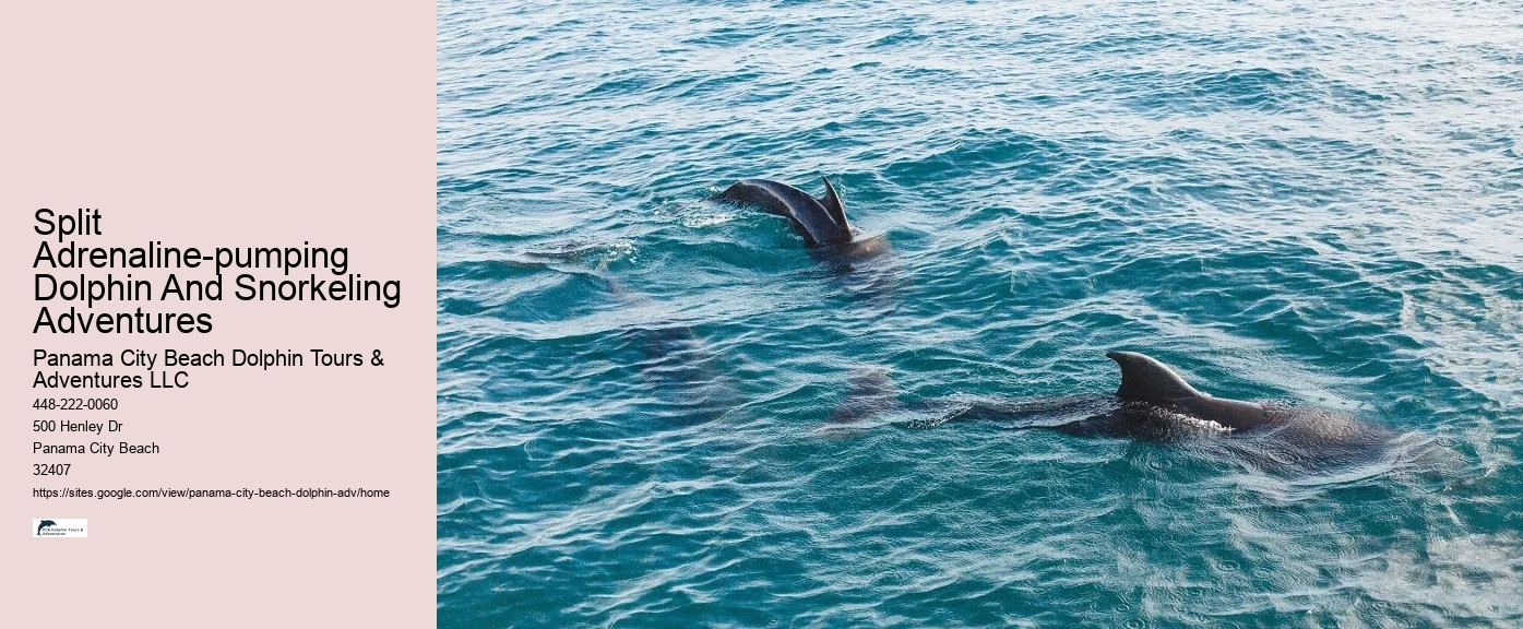 Elite Dolphin Safari with Snorkeling
