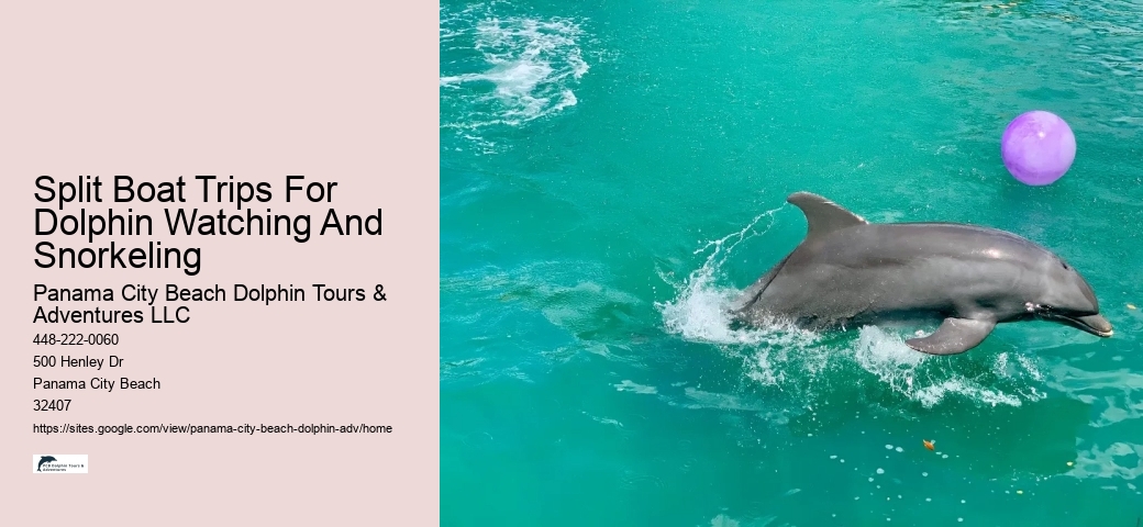 Top Panama City Beach Dolphin Watching