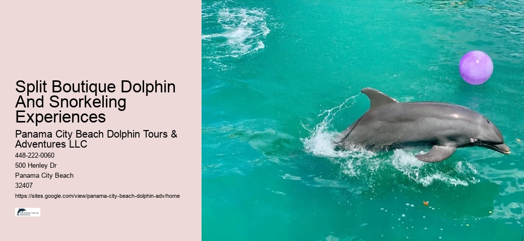 Split Exclusive Dolphin And Snorkeling Charters