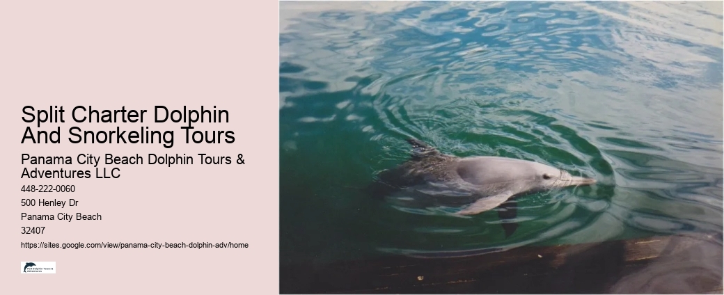 Dolphin And Snorkeling