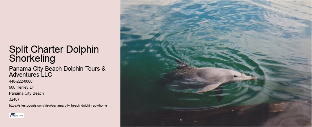 Do You Get Wet On Dolphin Tours