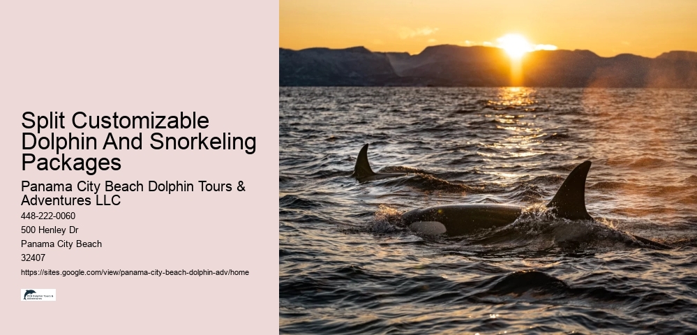 Split Marine Conservation-focused Dolphin And Snorkeling Trips