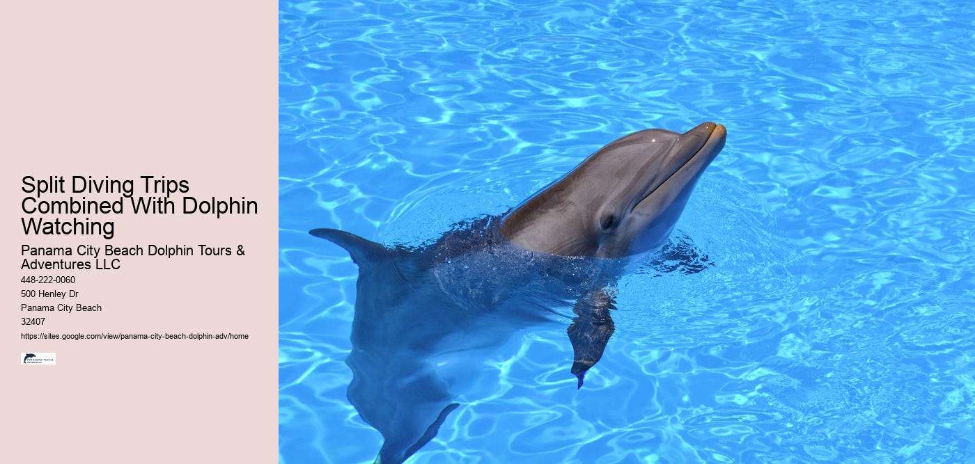 Why Is It Illegal To Interact With Dolphins