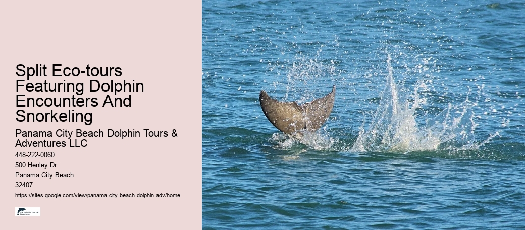 Individual Dolphin Encounter and Snorkeling Tours