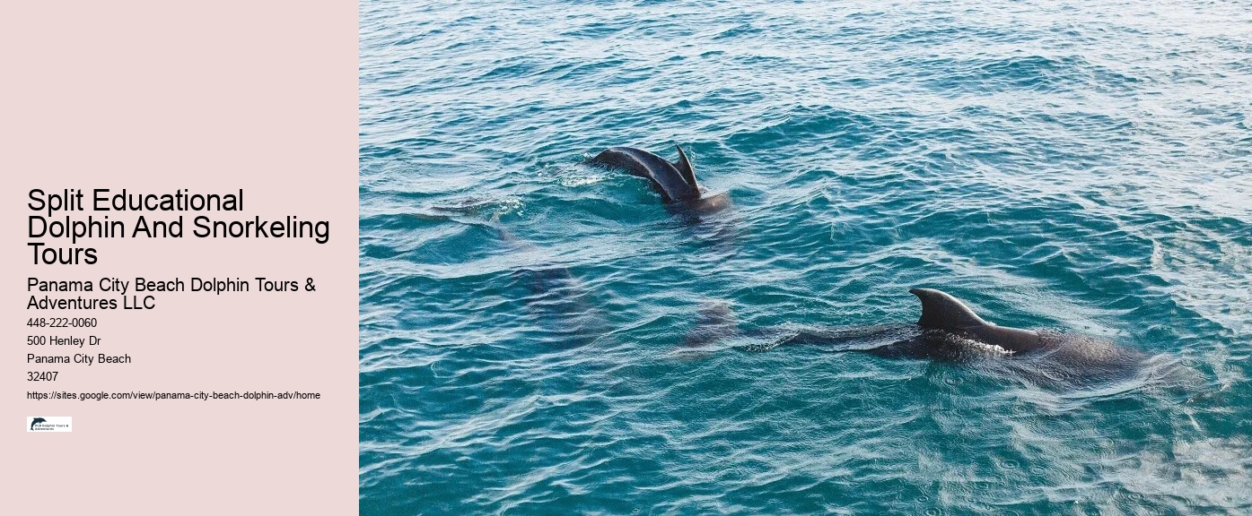 18 Best Places To Swim With Dolphins