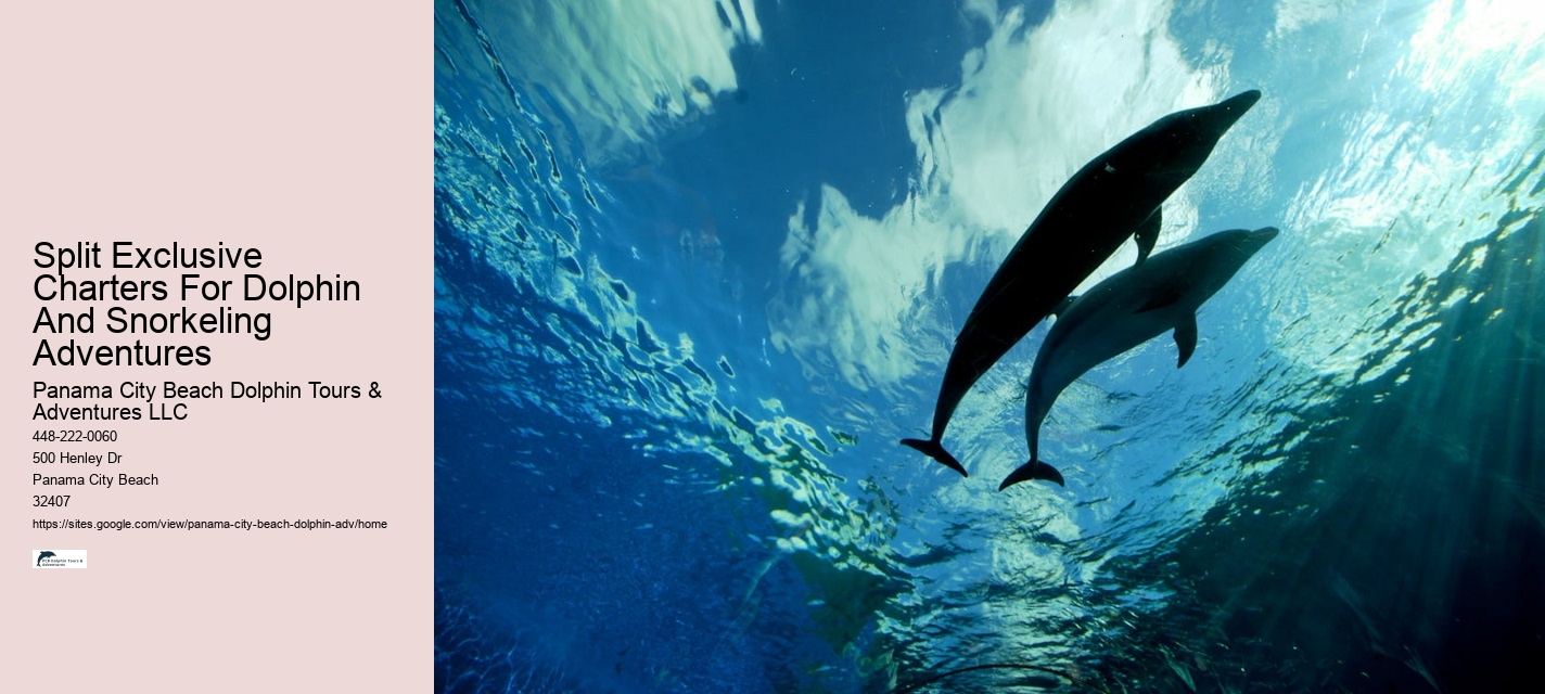 Come Swim With The Dolphins