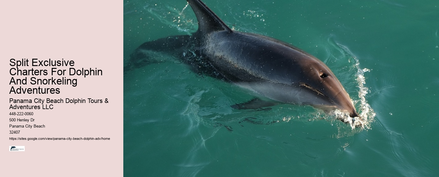 Dolphin watching excursions at Panama City Beach