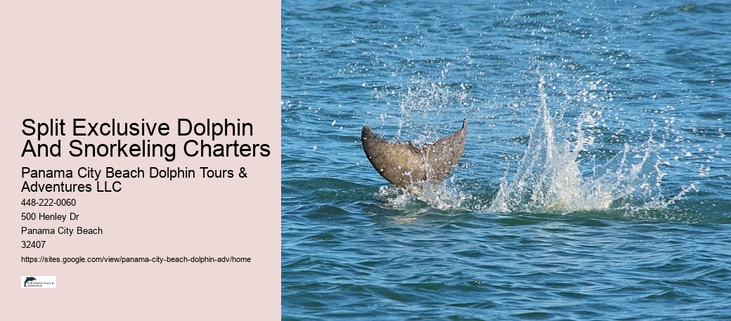 PCB Dolphin Viewing Tours