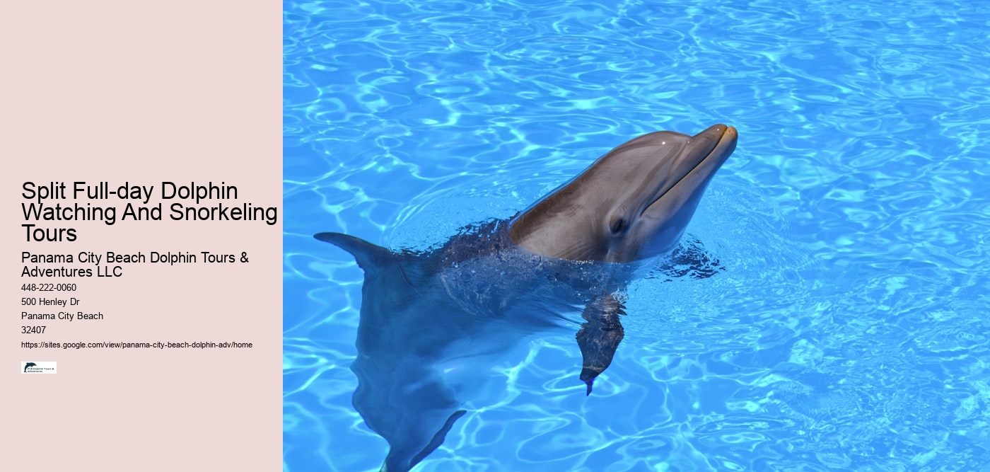 Split Full-day Dolphin Watching And Snorkeling Tours