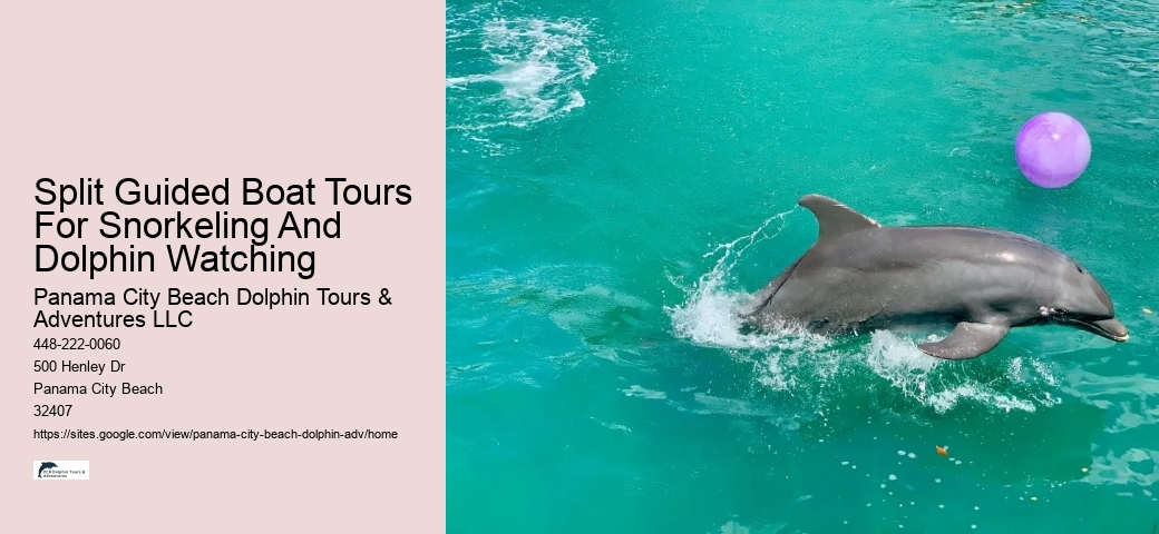 Panama City Beach dolphin spotting excursions