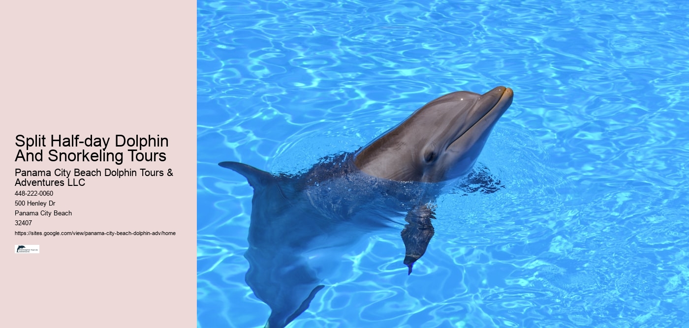 Split Half-day Dolphin And Snorkeling Tours