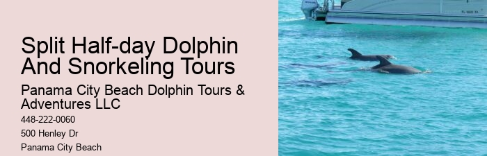 Split Immersive Snorkeling And Dolphin Experiences